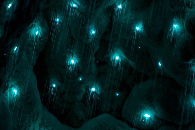 Kawiti Glow Worm Cave Tour & Opua Forest Walk - Key points to know before you book