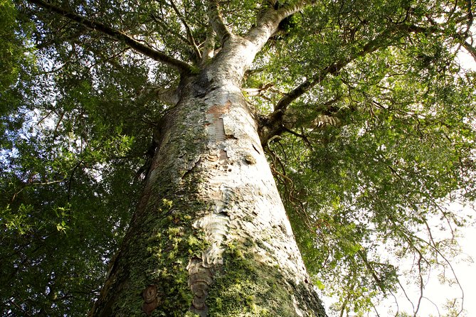 Kawiti Glow Worm Cave Tour & Opua Forest Walk - Why the glow worms are worth the drive