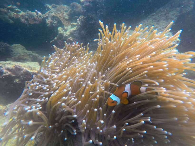 Koh Lanta: 4-Island Adventure Tour to Emerald Cave - Koh Chuak brings the best underwater focus