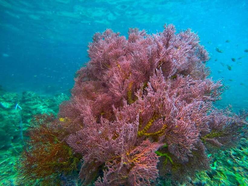 Koh Lanta: 4 Islands and Emerald Cave Snorkeling Trip - Who Should Book This Koh Lanta Trip