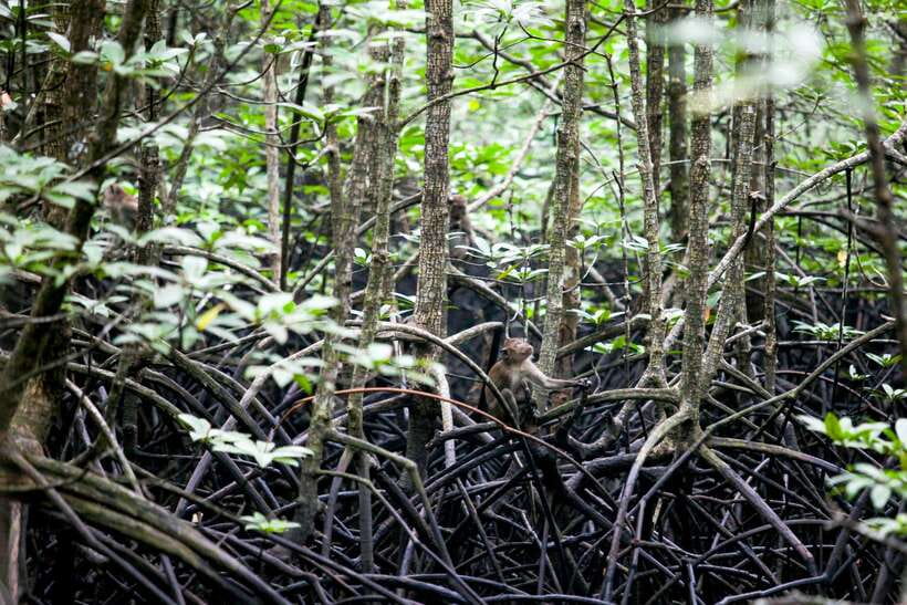 Koh Lanta: Sea Cave Kayaking and Talabeng Island Tour - Monkey Point and the return through the mangroves