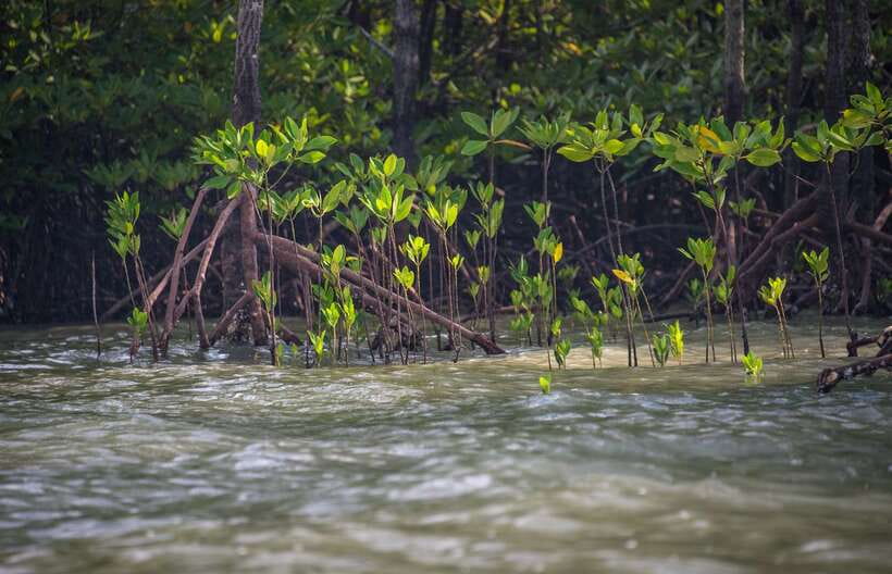 Koh Lanta: Sea Cave Kayaking and Talabeng Island Tour - How this tour compares with a longer island day