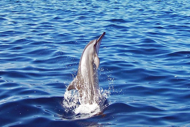 Kona Shore Excursion: Wild Dolphin Reefs Snorkel and Sea Caves - A Kona boat trip with more than one reason to go
