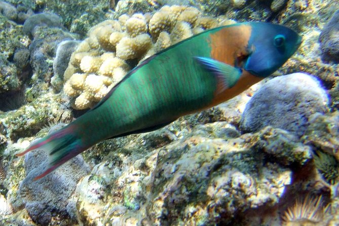 Kona Shore Excursion: Wild Dolphin Reefs Snorkel and Sea Caves - Snorkeling at Kealakekua Bay