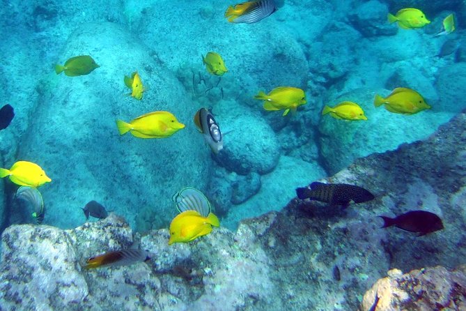 Kona Shore Excursion: Wild Dolphin Reefs Snorkel and Sea Caves - Dolphins, whales, and the rules that protect them