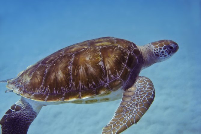 Kona Shore Excursion: Wild Dolphin Reefs Snorkel and Sea Caves - Who will enjoy this Big Island snorkeling tour