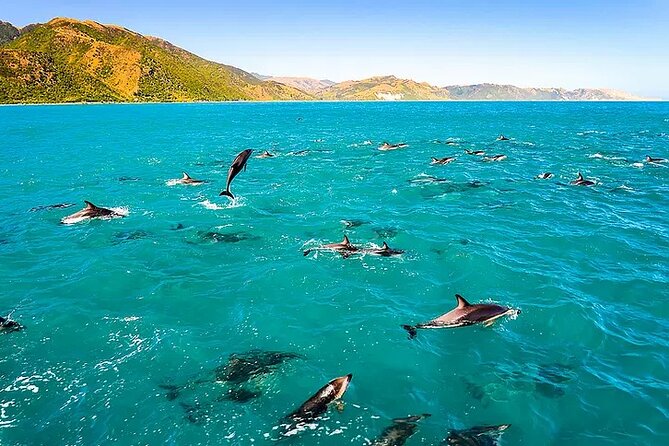 Kona Snorkel Tour: Captain Cook Reef Snorkel, Dolphin & Sea Caves - Kealakekua Bay and the Captain Cook Monument