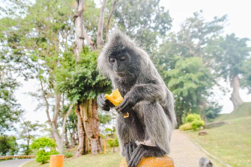 Kuala Lumpur: City Sights, Batu Caves and Fireflies Day Trip - Kuala Lumpur begins with royal and religious landmarks