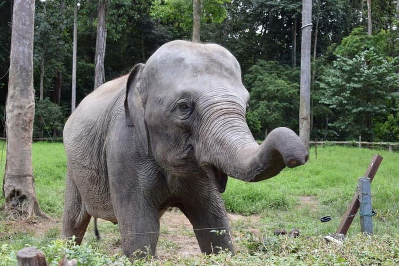 Kuala Lumpur Day Tour: Batu Caves & Elephant Sanctuary - Key points to know before booking