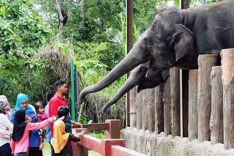 Kuala Lumpur Day Tour: Batu Caves & Elephant Sanctuary - Moving on to Kuala Gandah Elephant Sanctuary