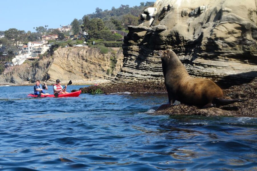 La Jolla: 2-Hour Kayak Tour of the 7 Caves - How much is two hours of kayaking worth?