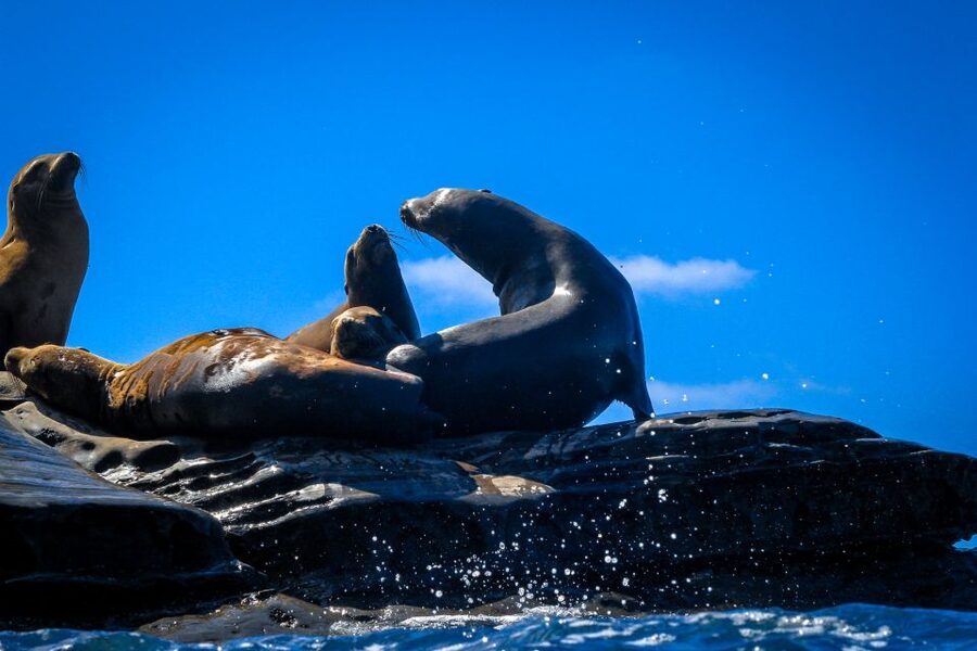 La Jolla: 2-Hour Kayak Tour of the 7 Caves - Should you book the seven-cave kayak tour?
