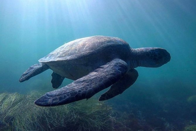 La Jolla Sea Caves Kayak Tour For Two (Tandem Kayak) - What the tandem setup means for you