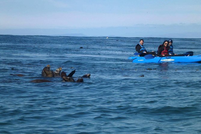 La Jolla Sea Caves Kayak Tour For Two (Tandem Kayak) - La Jolla Shores: your first test on the water