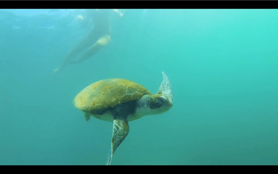 La Jolla: Sunset Kayak Tour of the 7 Caves - Key points to know before you paddle