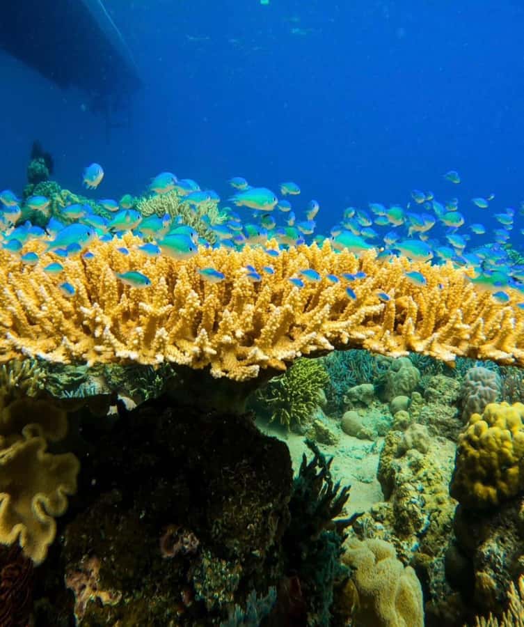 Labuan Bajo: Rangko Cave and Beach Snorkeling Half-Day Tour - Key points to know before you book