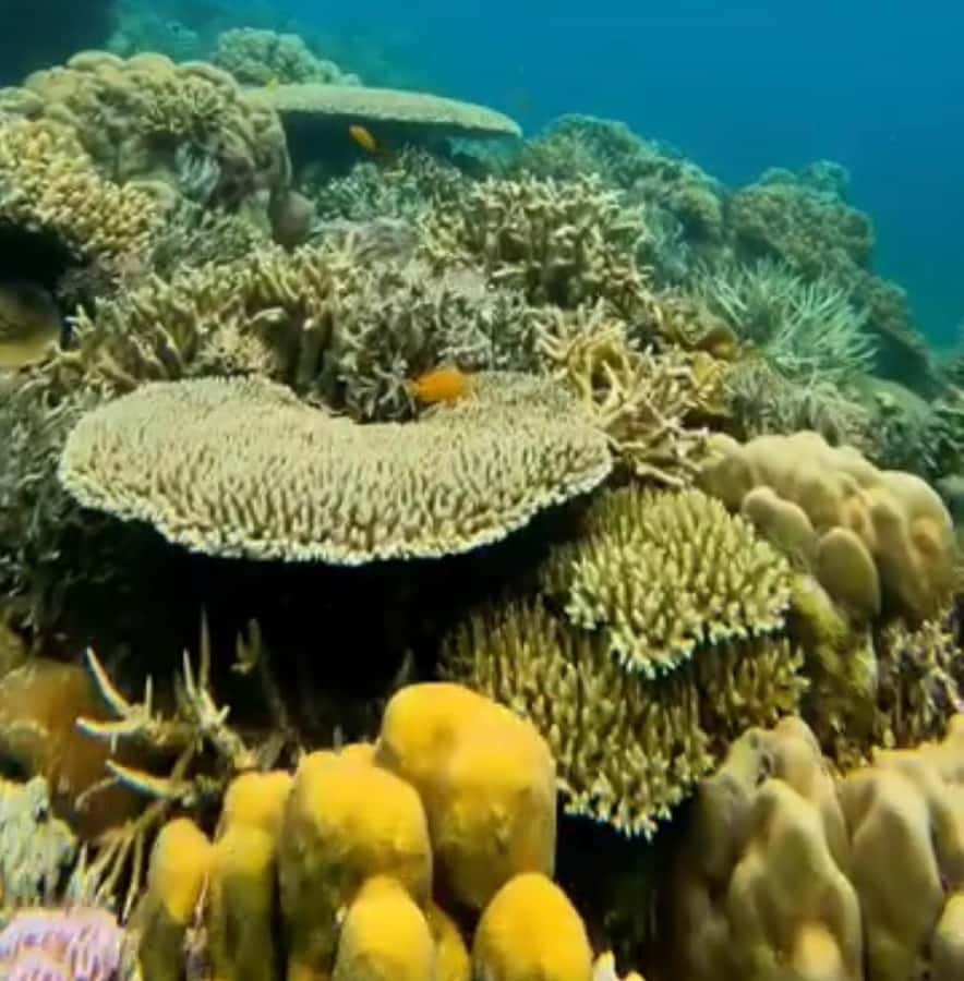 Labuan Bajo: Rangko Cave and Beach Snorkeling Half-Day Tour - Guides, language, and how the day runs