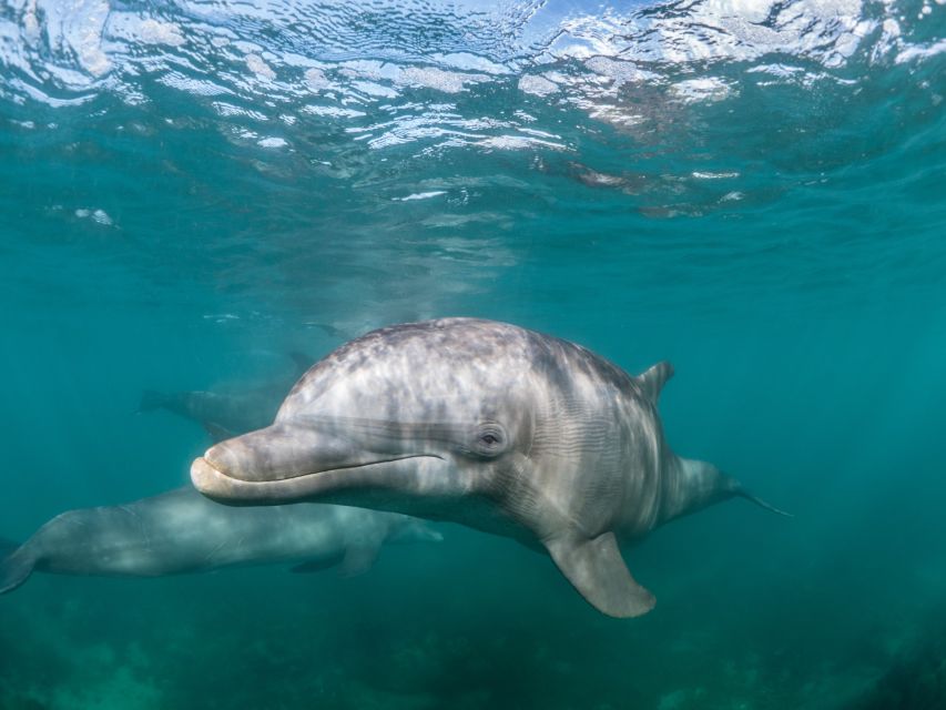 Lagos: Dolphins & Caves - Catamaran - The Algarve coast from the water