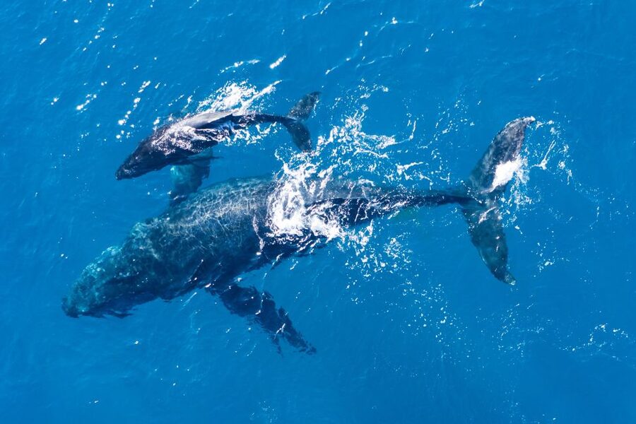 Lagos: Dolphins & Caves - Catamaran - Snacks, seating, and comfort on board