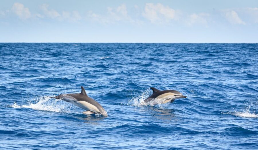 Lagos: Dolphins & Caves - Catamaran - The open-sea search for dolphins