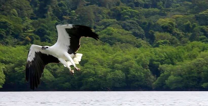 Langkawi: Mangrove Tour with Kilim Geoforest Park & Bat Cave - A practical four hours in Kilim Geoforest Park