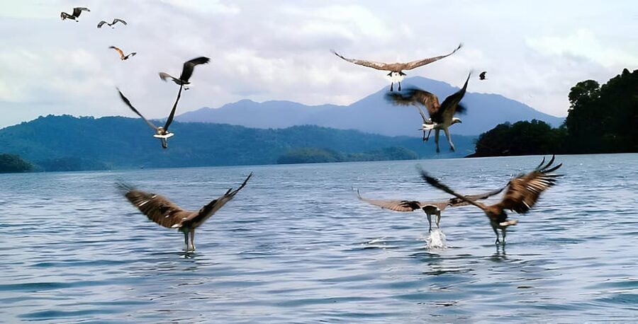 Langkawi: Mangrove Tour with Kilim Geoforest Park & Bat Cave - The floating fish farm and a simple lunch