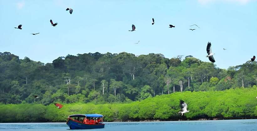 Langkawi: Mangrove Tour with Kilim Geoforest Park & Bat Cave - Eagle watching on the mangrove water
