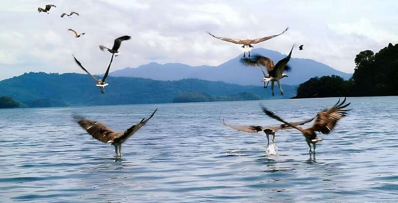 Langkawi: Mangrove Tour with Kilim Geoforest Park & Bat Cave - Tanjung Rhu viewpoint and the island beach