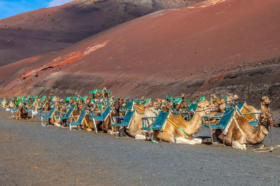 Lanzarote: Volcanos of Timanfaya and Caves Tour with Lunch - Why this nine-hour route works