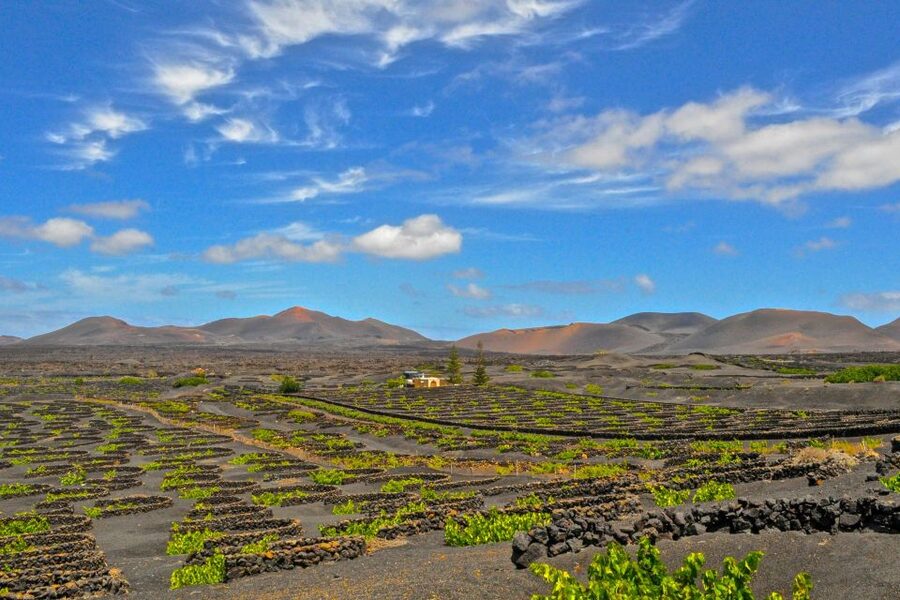 Lanzarote: Volcanos of Timanfaya and Caves Tour with Lunch - The lava coast, Janubio, and Los Hervideros