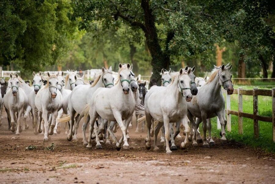 Lipica Stud Farm and Škocjan Caves from Trieste - From Trieste to the Karst country