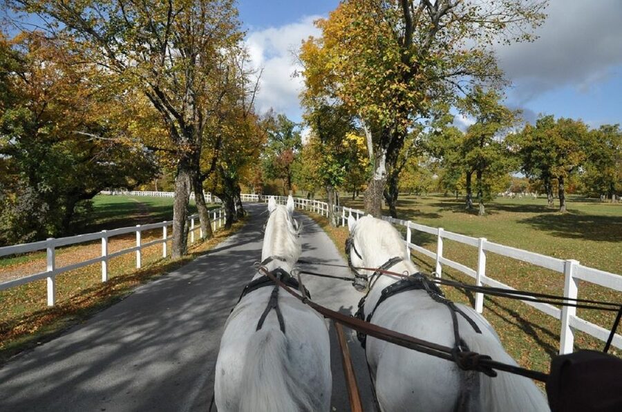 Lipica Stud Farm and Škocjan Caves from Trieste - The pace, pickup, and practical fit
