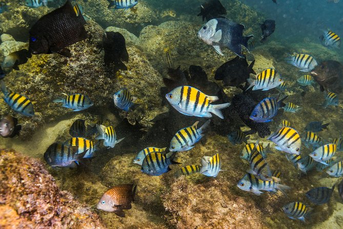 Magical Cenote and Paradise Lagoon Snorkeling Adventure - What to pack for this half-day outing