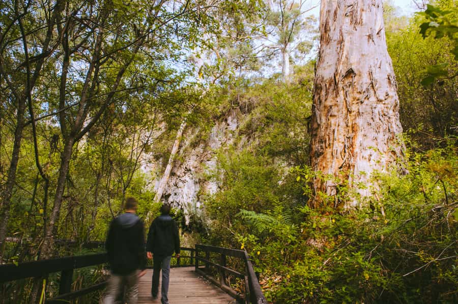 Margaret River: Self-Guided Audio Tour of Mammoth Cave - The final walk through Marri forest