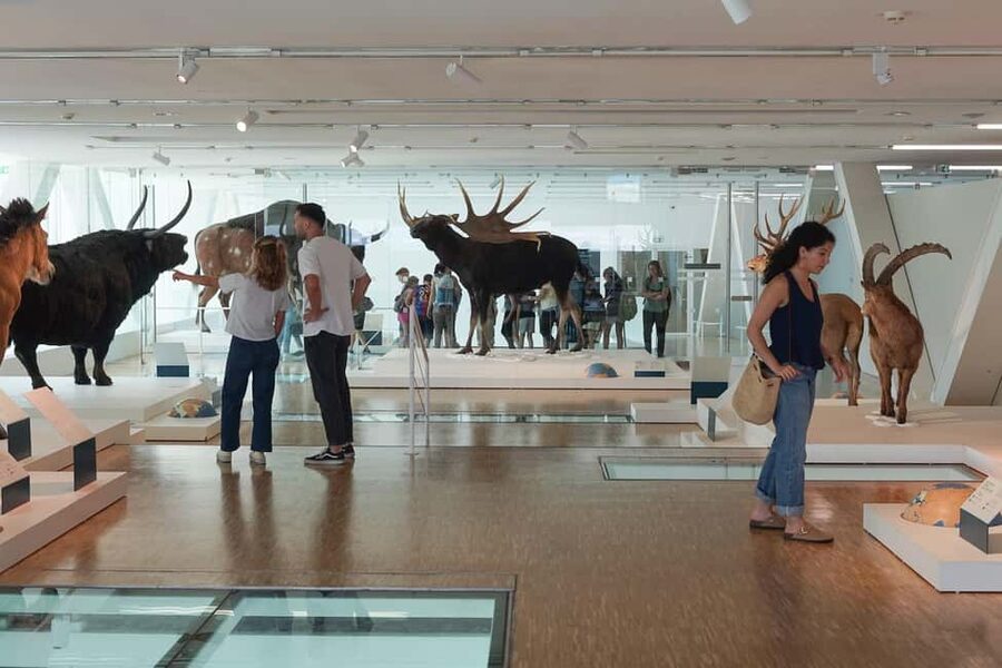 Marseille: Cosquer Cave Ticket & Panier District Audio Tour - Is $27 a fair price?