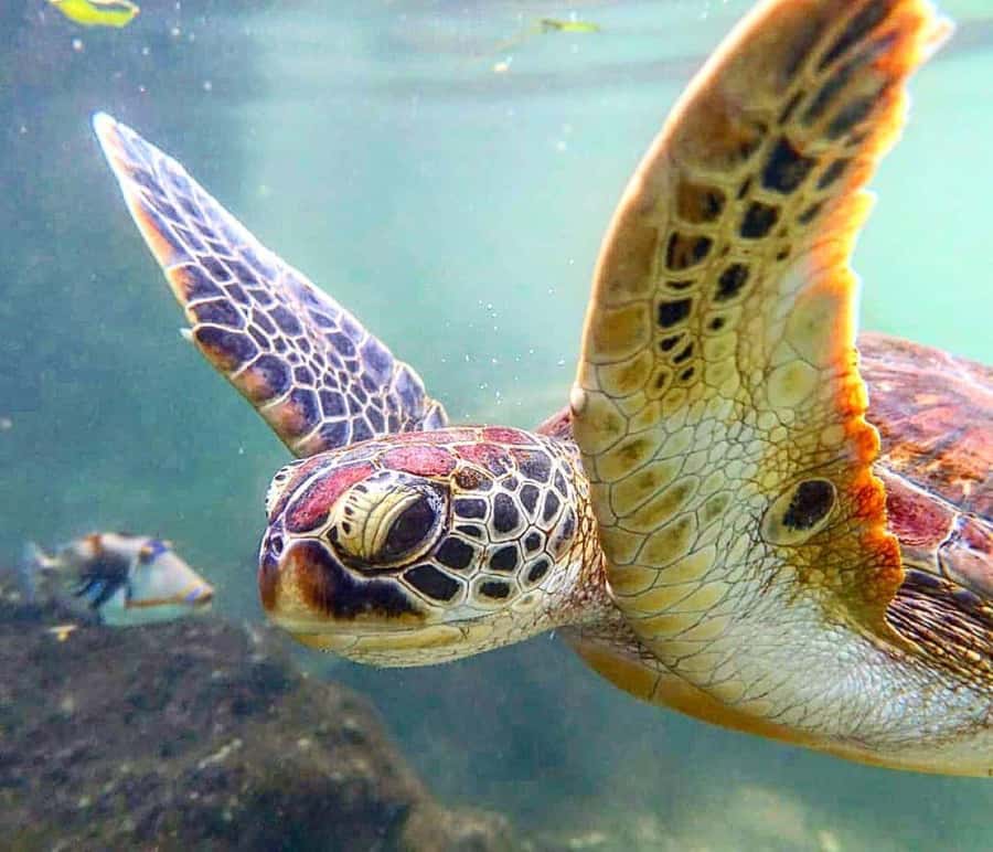 Mnemba Island, Turtle Tour, Kuza Cave, The Rock - Key points to know before booking