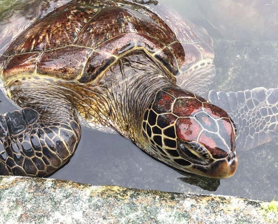 Mnemba Island, Turtle Tour, Kuza Cave, The Rock - Swimming with turtles at Baraka Natural Aquarium