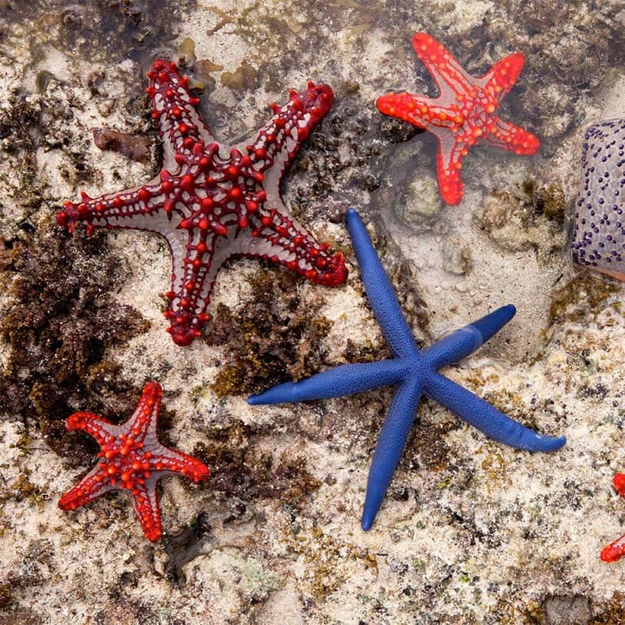 Mnemba Island, Turtle Tour, Kuza Cave, The Rock - Kuza Cave brings a change of pace