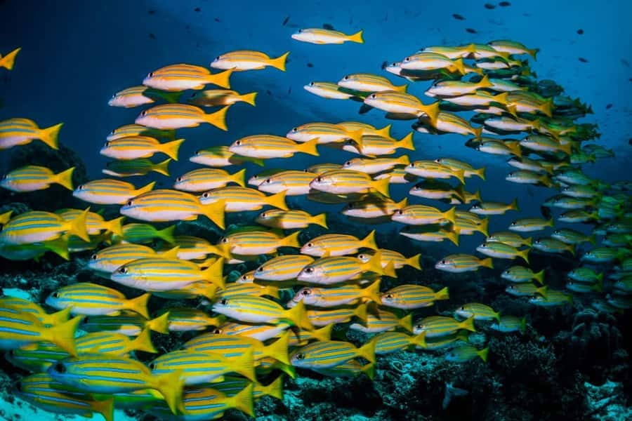 Mnemba Island, Turtle Tour, Kuza Cave, The Rock - The Rock at 16:00: a scenic finish with an extra bill
