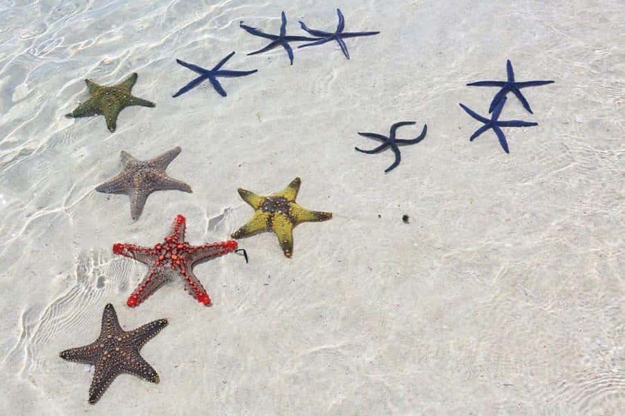 Mnemba Island, Turtle Tour, Kuza Cave, The Rock - Who should book this Zanzibar excursion?