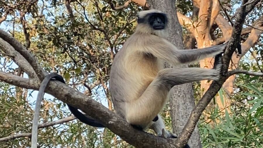 Mumbai: Kanheri Caves and The Golden Pagoda Temple - Timing, heat, and the real value of a private tour