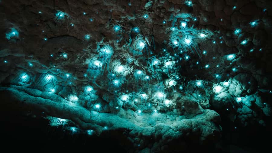 New Zealand: Milky Way Glowworm Cave Tour - Walking through the bush and limestone