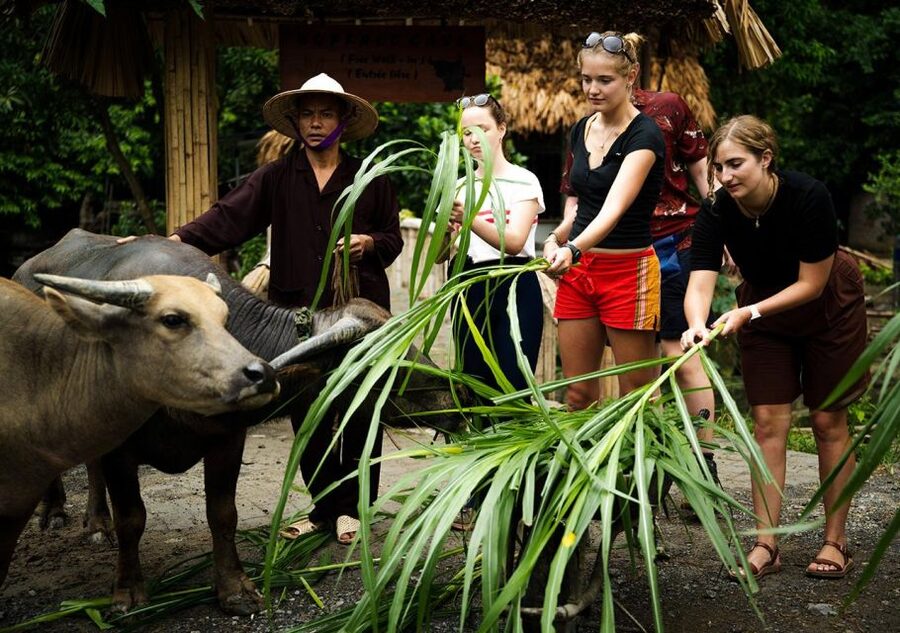 Ninh Binh cooking class at Buffalo Cave - Should you book the Buffalo Cave cooking class?