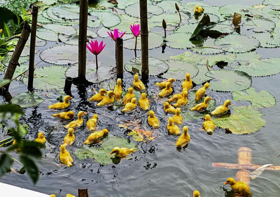 Ninh Binh cooking class at Buffalo Cave - Helpful preparation before you go