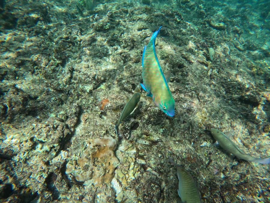 Okinawa: Blue Cave Private Snorkeling Tour with Guide - When the Blue Cave is closed