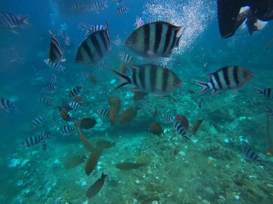 Okinawa: Blue Cave Private Snorkeling Tour with Guide - Why the private format is worth the price