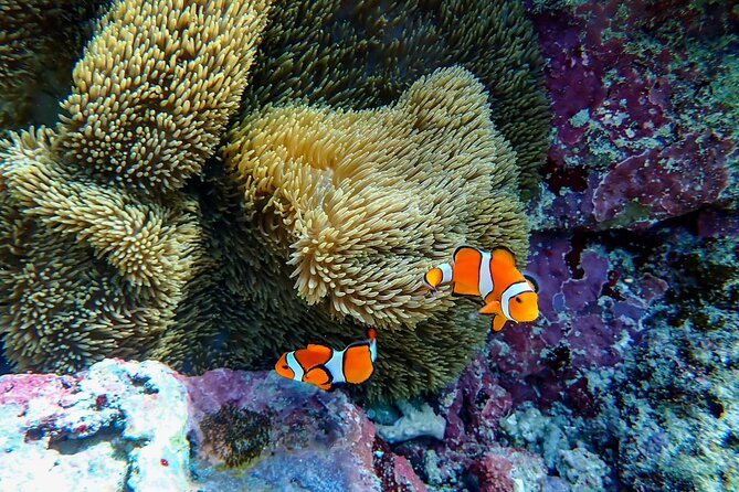 Okinawa Ishigaki Blue Cave Snorkeling Tour - What the Blue Cave outing is really like