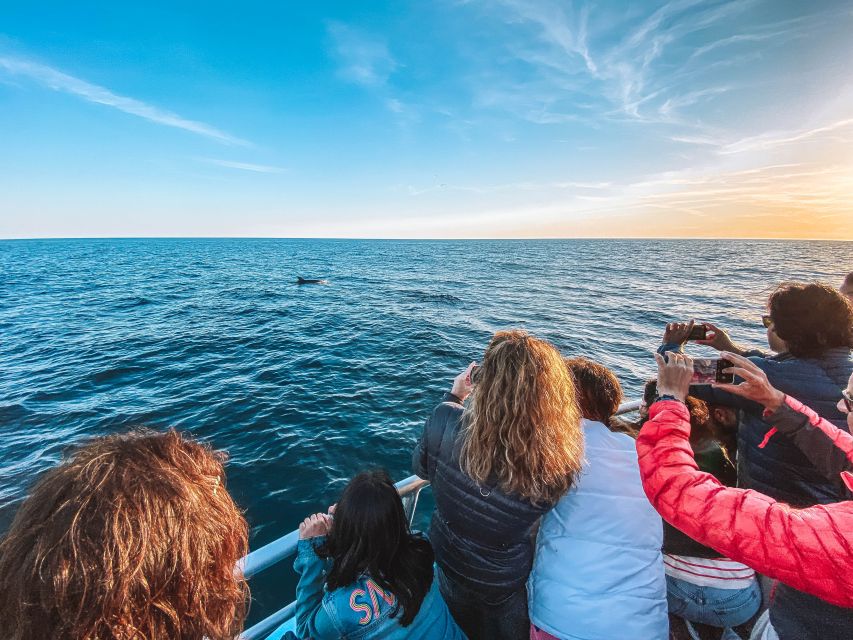 Portimão: Benagil Caves & Dolphins Watching with Biologist - What to bring for a better day on the water