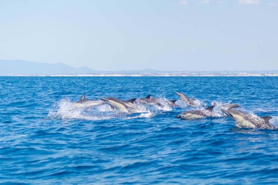 Portimão: Benagil Caves & Dolphins Watching with Biologist - Who will enjoy this experience most?