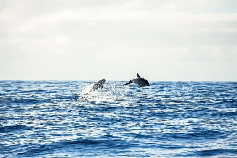 Portimão: Benagil Caves Speed Boat Tour with Sunset Option - Choosing a regular, small-group, private, or sunset trip